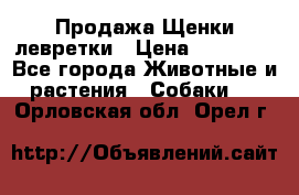 Продажа Щенки левретки › Цена ­ 40 000 - Все города Животные и растения » Собаки   . Орловская обл.,Орел г.